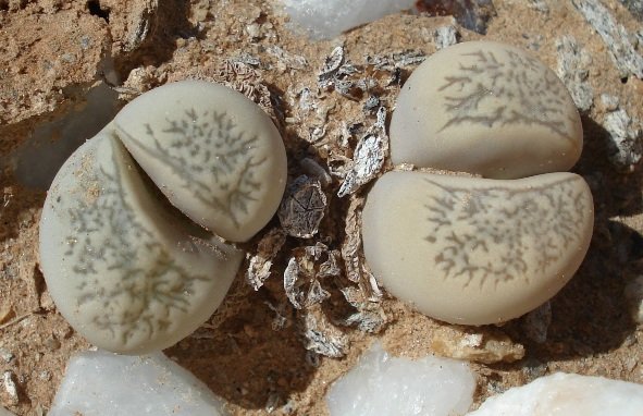 Lithops herrei dry capsules by the leaves